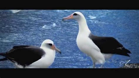 Descubre todo sobre el majestuoso albatros de Laysan la especie más