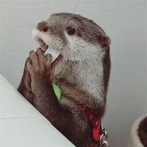 instagram okayu loutre