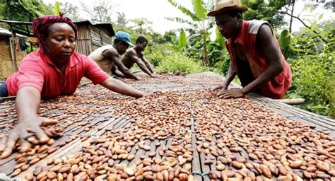 Na Costa Do Marfim Produtores De Cacau Provam Chocolate Pela Primeira Vez