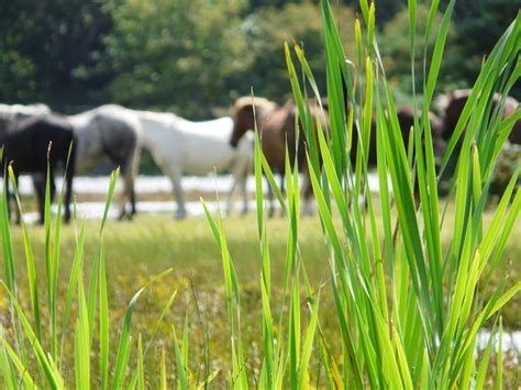 Do You Know How Much Grass Your Horse Eats?