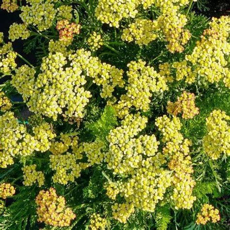 Achillea Millefolium Milly Rock Yellow Terracotta Alacsony