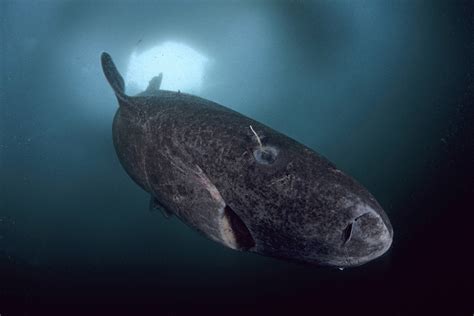 No Scientists Havent Found A 512 Year Old Greenland Shark Live Science