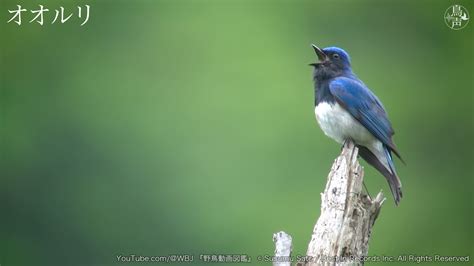 オオルリ野鳥図鑑鳴き声 動画 レストインレコーズ