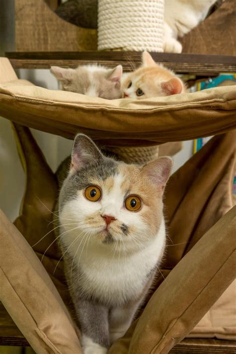 Best Cat Trees For British Shorthair at Jordan Old blog