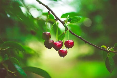 10 MOST Effective Tips for Pruning Cherry Trees (2023 Guide) - The ...