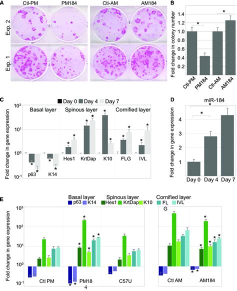 Mir 184 Repressed The Clonogenic Potential And Accelerated Epidermal