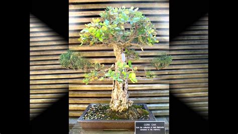 2013 Bonsai A Thon The Huntington Botanical Gardens YouTube