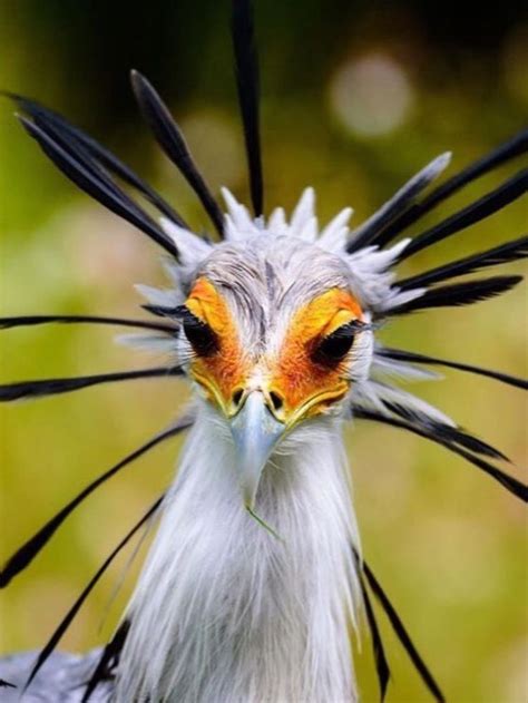 Gorgeous eyelashes of the Secretary bird | Weird birds, Beautiful birds ...