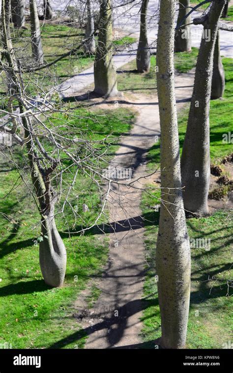 Bottle Tree In Valencia Spain Stock Photo Alamy