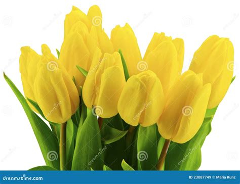 Yellow Tulips & Oak Tree Royalty-Free Stock Photography | CartoonDealer.com #78302411