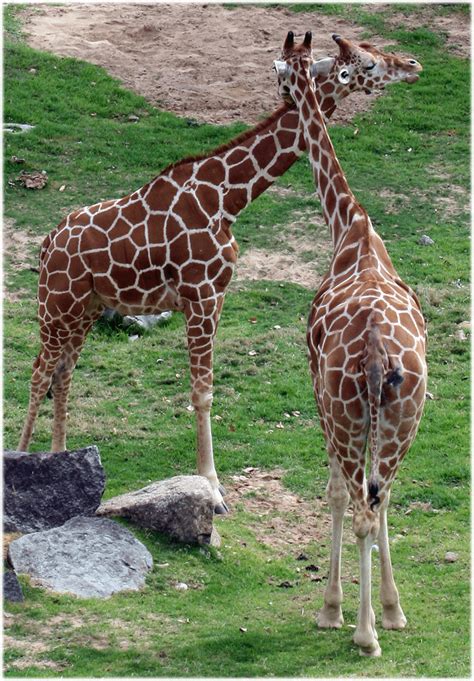 San Diego Zoo | San diego zoo, Zoo animals, Giraffe