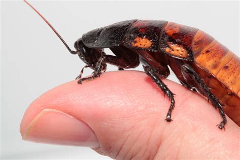 These Insect Species Make For Good Pets