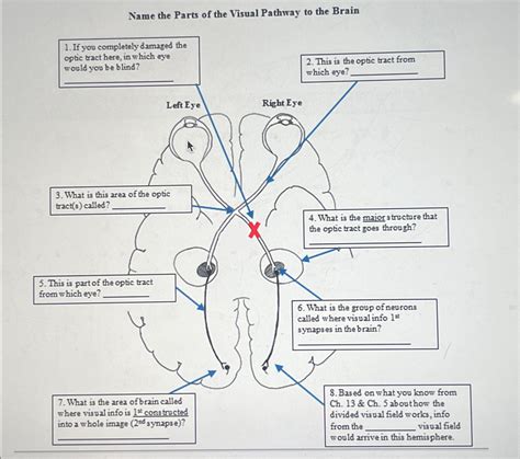 Solved Name the Parts of the Visual Pathway to the BrainIf | Chegg.com