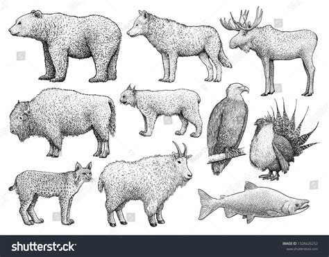 North American Animals Collection Illustration Drawing Stock Vector ...