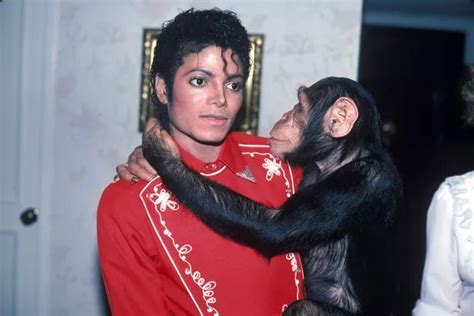 Michael Jackson S Beloved Chimp Bubbles Is Alive And Well But His