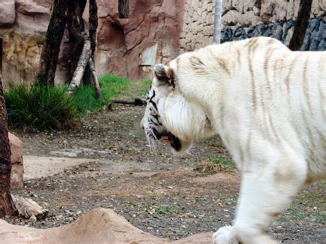 White Tigers Mutations Of Bengal Species