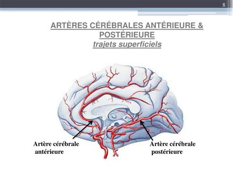 Ppt Vascularisation Du Syst Me Nerveux Central Powerpoint