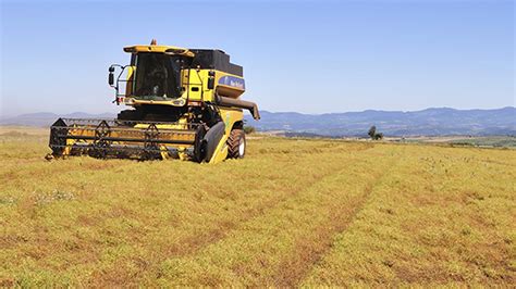 Lentille Verte Du Puy Une Exp Rimentation Sur Le Semis Direct