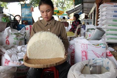 Milled Rice Export Up Percent Cambodia Property Upload Free