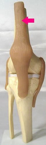 Knee Joint Model Somso Bio Flashcards Quizlet