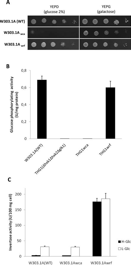 Growth Assays Catalytic Activity And Regulatory Function Of W303 1A