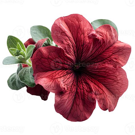 AI generated Red petunia flower PNG. Red flower isolated. Petunia top