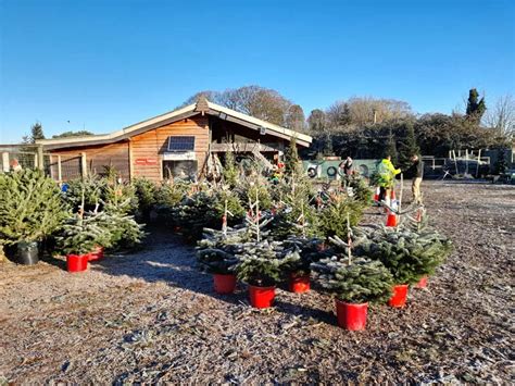 Pot Grown Christmas Trees Frenchay Christmas Tree Farm