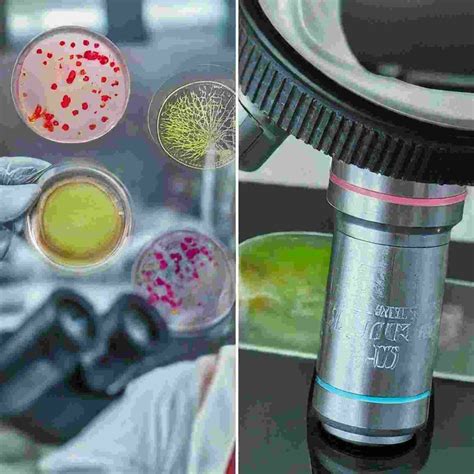 Are you curious about Exploring Microbiology Techniques?