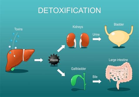 235 Drug Clearance Stock Vectors And Vector Art Shutterstock