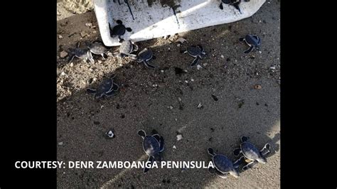 Tingnan 94 Na Green Sea Turtle Hatchlings Pinakawalan Sa Zamboanga Del Norte News Flash