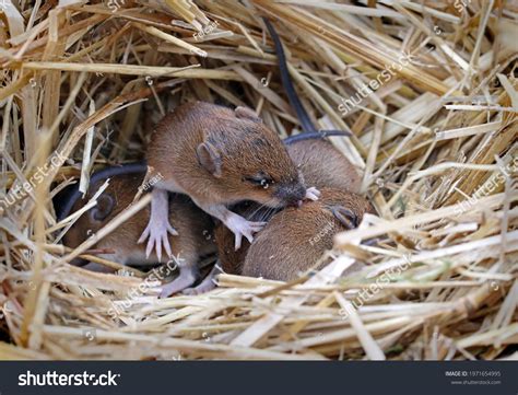 mouse nest images stock  vectors shutterstock