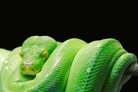 13 Incredible Green Tree Python Morphs and Localities