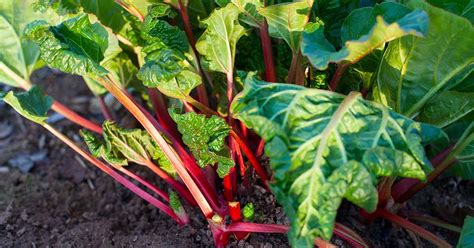 How To Grow Rhubarb From Seed Gardeners Path