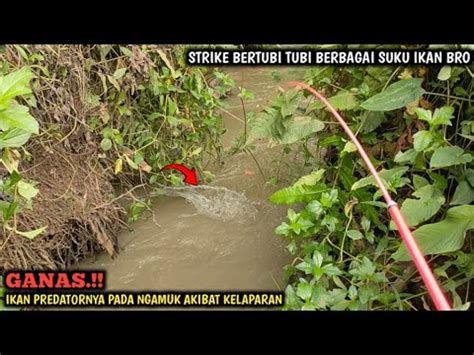 SERU MANCING WADER SEHABIS HUJAN GAK NYANGKA IKAN NILEM DAN