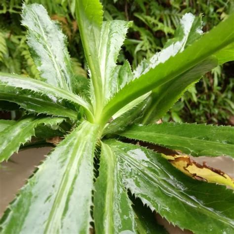 Jual Daun Walang Sangit Segar Gram Shopee Indonesia