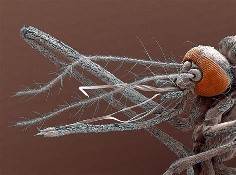 Mosquito Mouthparts Sem Photograph By Steve Gschmeissner