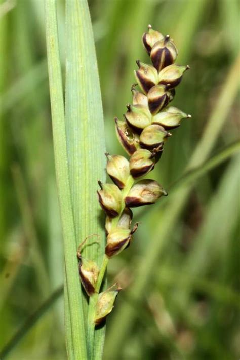 Carex Panicea L Grass Like Sedge