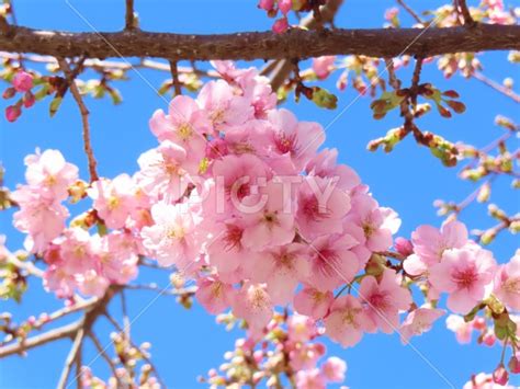 輝く河津桜 Id 6549 ご当地写真・イラスト素材サイト Pictyピクティ