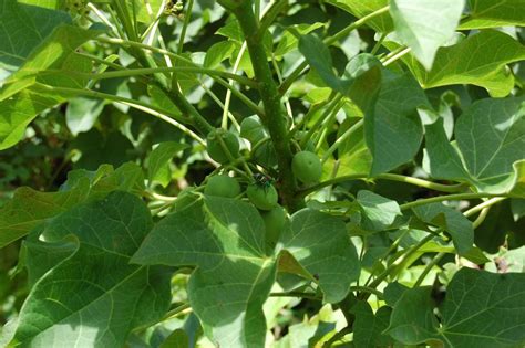 2015 Feed Thesis Scholar Publishes Findings On The Growth Of Jatropha