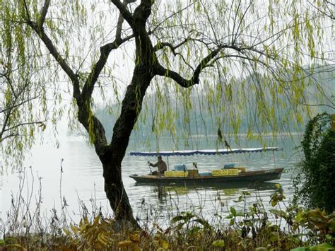 Free Images Tree Water Nature Swamp Branch River Pond Wildlife