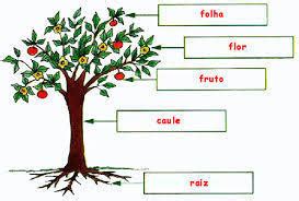 Planta Com Raiz Caule Folha Flor E Fruto - quais sao as partes caule, folha, raiz, flor, fruto??? pffvr me ajudem ...