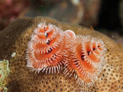 Colorful Christmas Tree Worm Spirobranchus Giganteus Caribbean Sea