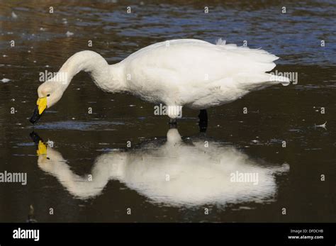 Whooper Swan Cygnus Cygnus Stock Photo Alamy