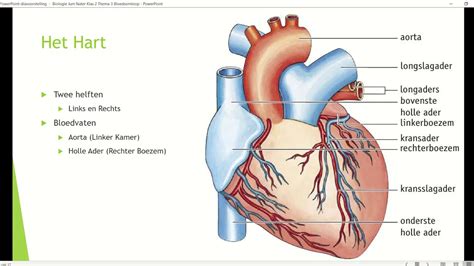 Anatomie Hart En Bloedvaten CYV65 AGBC