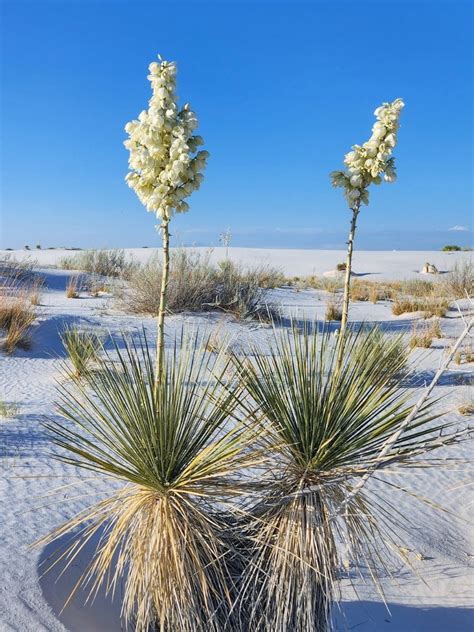 Best Desert Plants To Grow At Home And Indoors