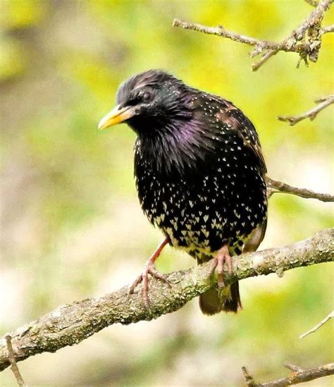 Meet the Common Starling, (Sturnus vulgaris) with its distinctive heart ...