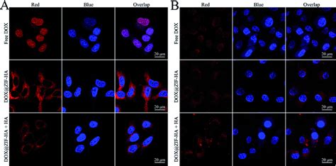 Clsm Images Of A Pc Cells And B L Cells Treated With Free Dox