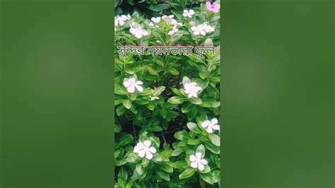 beautiful flowers sundr nzntara ful youtube