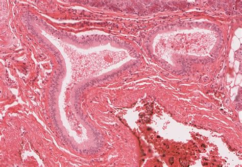 Oral Cavity And Salivary Glands Histology