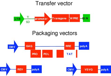 The four plasmids used to generate lentiviral vectors The third ...